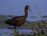 White - faced Ibis