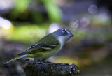 Blue-headed Vireo