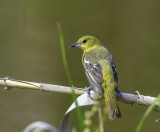 Orchard Oriole Female