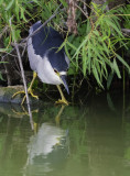 Black-crowned Night - Heron