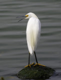 Snowy Egret