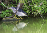 Black-crowned Night-Heron