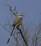 Scissor-Tailed Flycatcher