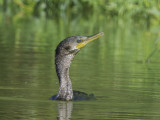 Double-crested Cormorant