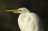 Nonbreeding Great Egret