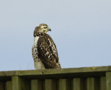 Coopers Hawk