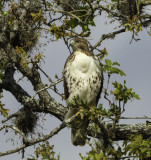 Coopers Hawk