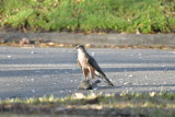 Coopers Hawk