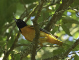 Baltimore Oriole