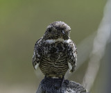 Common Nighthawk