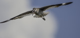 Willet