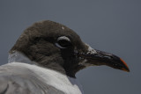 Laughing Gull