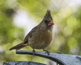 Northern Cardinal
