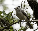 Black-crested Titmouse