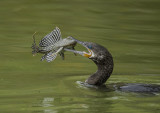 DSC_4733-Edit.jpg