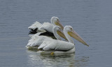 American White Pelican