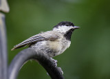 Carolina Chickadee