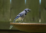 Blue Jay