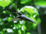Ruby-throated Hummingbird