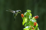 Ruby-throated Hummingbird