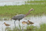 Reddish Egret & Short-billed and Long- billed Dowitchers