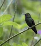 Black-throated Mango