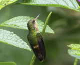 Tufted Coquette    Female