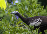 Trinidad Piping-Guan