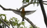 Blackburnian Warbler