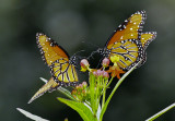 Queen Butterflies