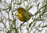 Prairie  Warbler