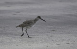 Dunlin
