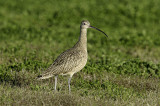 Long-billed Curlew