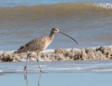 Long-billed Curlew