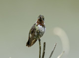 Calliope Hummingbird