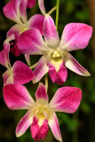 Tropical Orchid