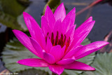 Lotus Flower