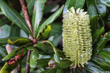 Bottle Brush