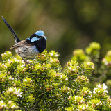 Blue Wren