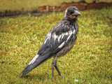 Juvenile Magpie