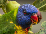 Rainbow Lorikeet