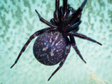 Female House Spider