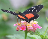 Crimson Patch Butterfly