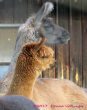 Wallaces  Llama and Alpacas