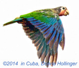 Cuban Parrot Flying