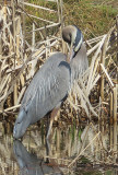 Great Blue Heron Grooming