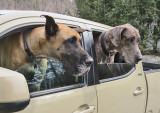 Great Danes Visit to Coburns Store