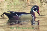 Male Woodduck on  water
