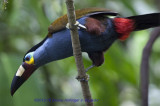 Plate Billed Mountain Toucan