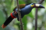 Plate Billed Mountain Toucan